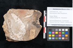 Foto (Objekt + Etikett) von Apocynophyllum affine Ettingshausen (NHMW-GEO-2024-0188-10196)